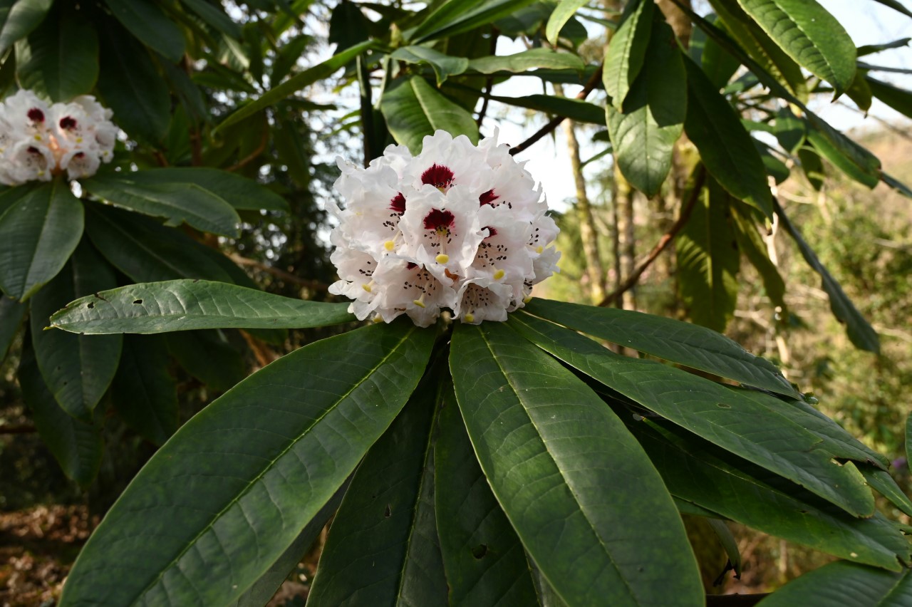 R. calophytum